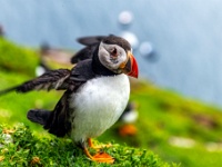 Sceilg Mhichíl / Skellig Michael